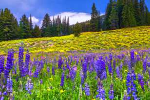 Wildflowers on Dunraven Pass-7679.jpg